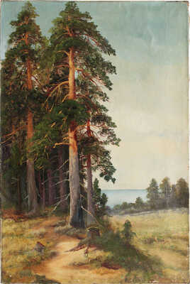 Цигус Павел. Сосны на взморье 